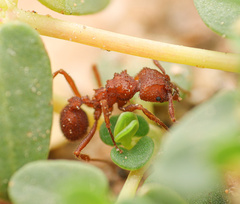 Trachymyrmex desertorum