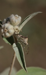 Hypselonotus punctiventris