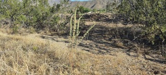 Amaranthus fimbriatus