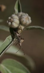 Hypselonotus punctiventris