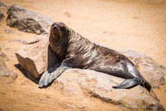 Arctocephalus pusillus pusillus