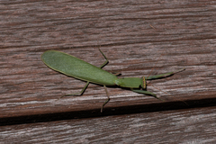 Orthodera ministralis