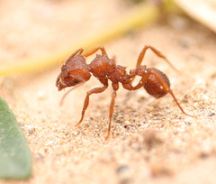 Trachymyrmex desertorum