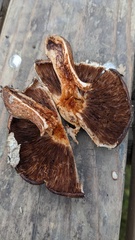 Tricholoma ustale