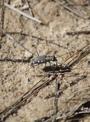 Cicindela ocellata