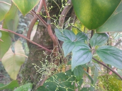 Valeriana scandens
