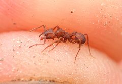 Trachymyrmex desertorum