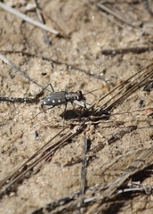 Cicindela ocellata