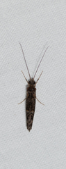 Hydrobiosidae