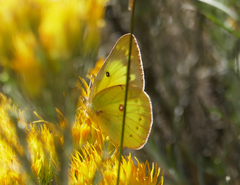 Colias philodice