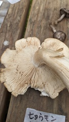 Tricholoma pardinum