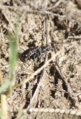 Cicindela ocellata