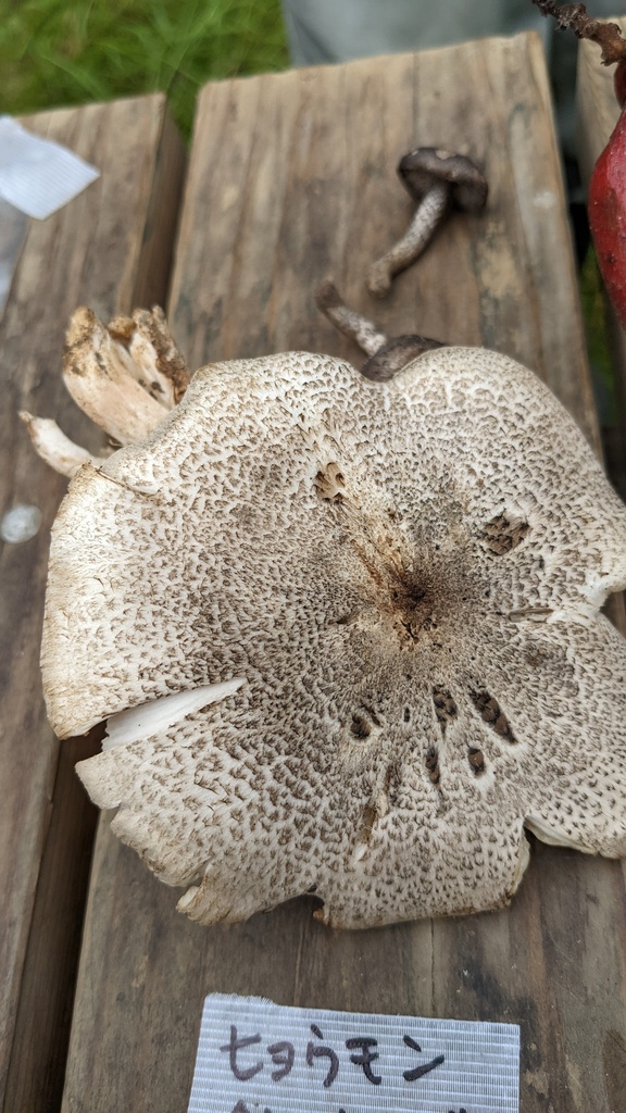 Tricholoma pardinum · October 2022 · photo: © atsushi_nakajima_cirque (iNaturalist, cc-by)
