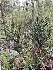 Macrozamia