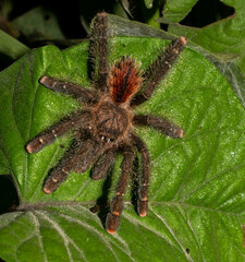 Avicularia juruensis