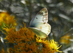 Colias philodice