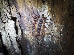 Scutigeromorpha