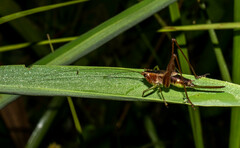 Conocephalus versicolor