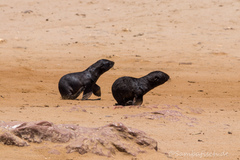 Arctocephalus pusillus pusillus