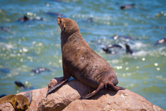 Arctocephalus pusillus pusillus