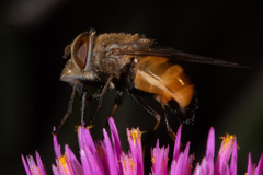 Copestylum haagii