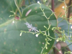 Valeriana scandens