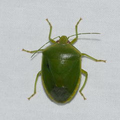 Glaucias