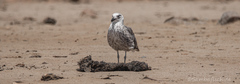 Larus dominicanus vetula