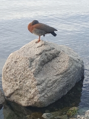Chloephaga poliocephala