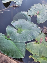 Nuphar advena