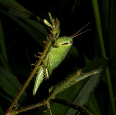 Schistocerca pallens