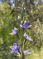 Thelymitra megcalyptra
