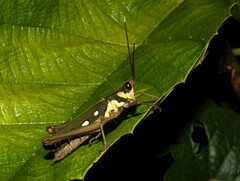 Aeolacris octomaculata