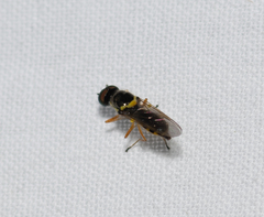 Acanthasargus