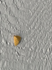 Helvibotys helvialis