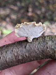 Polyporus