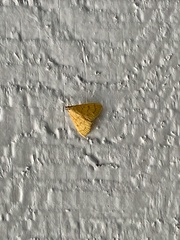 Helvibotys helvialis