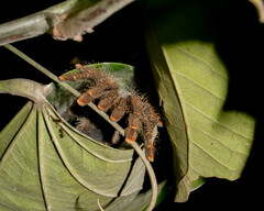 Avicularia juruensis