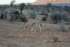 Oryx beisa beisa