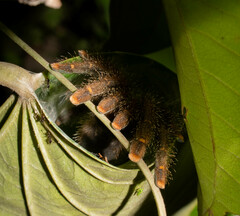 Avicularia juruensis
