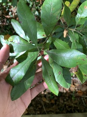 Morella caroliniensis