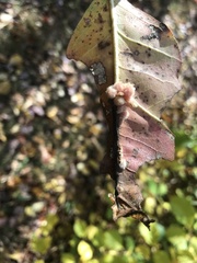 Callirhytis piperoides