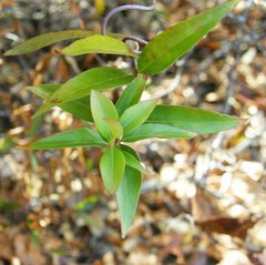 Gelsemium sempervirens