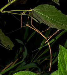 Phasmatinae