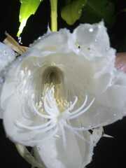 Epiphyllum oxypetalum