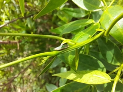 Bucephalogonia xanthophis