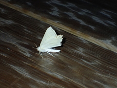 Ourapteryx sambucaria