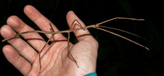 Phasmatinae