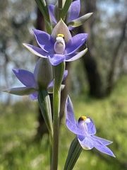 Thelymitra megcalyptra