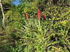 Aechmea distichantha
